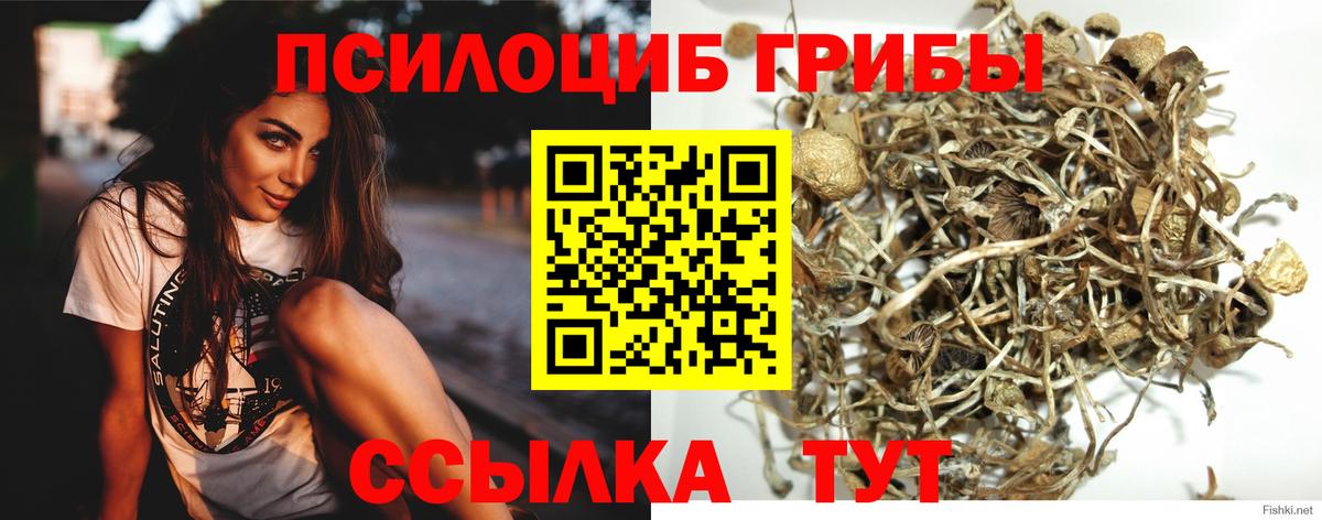 Псилоцибиновые грибы мицелий Тимашёвск